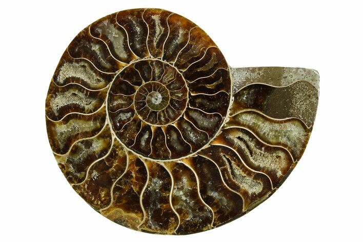Cut & Polished Ammonite Fossil (Half) - Madagascar #369600